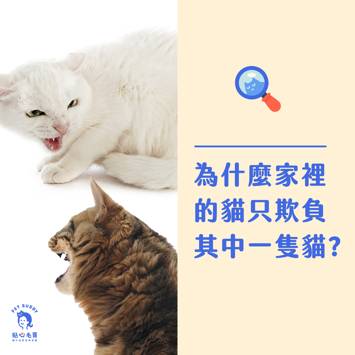 為什麼家裡的貓只欺負其中一隻貓?