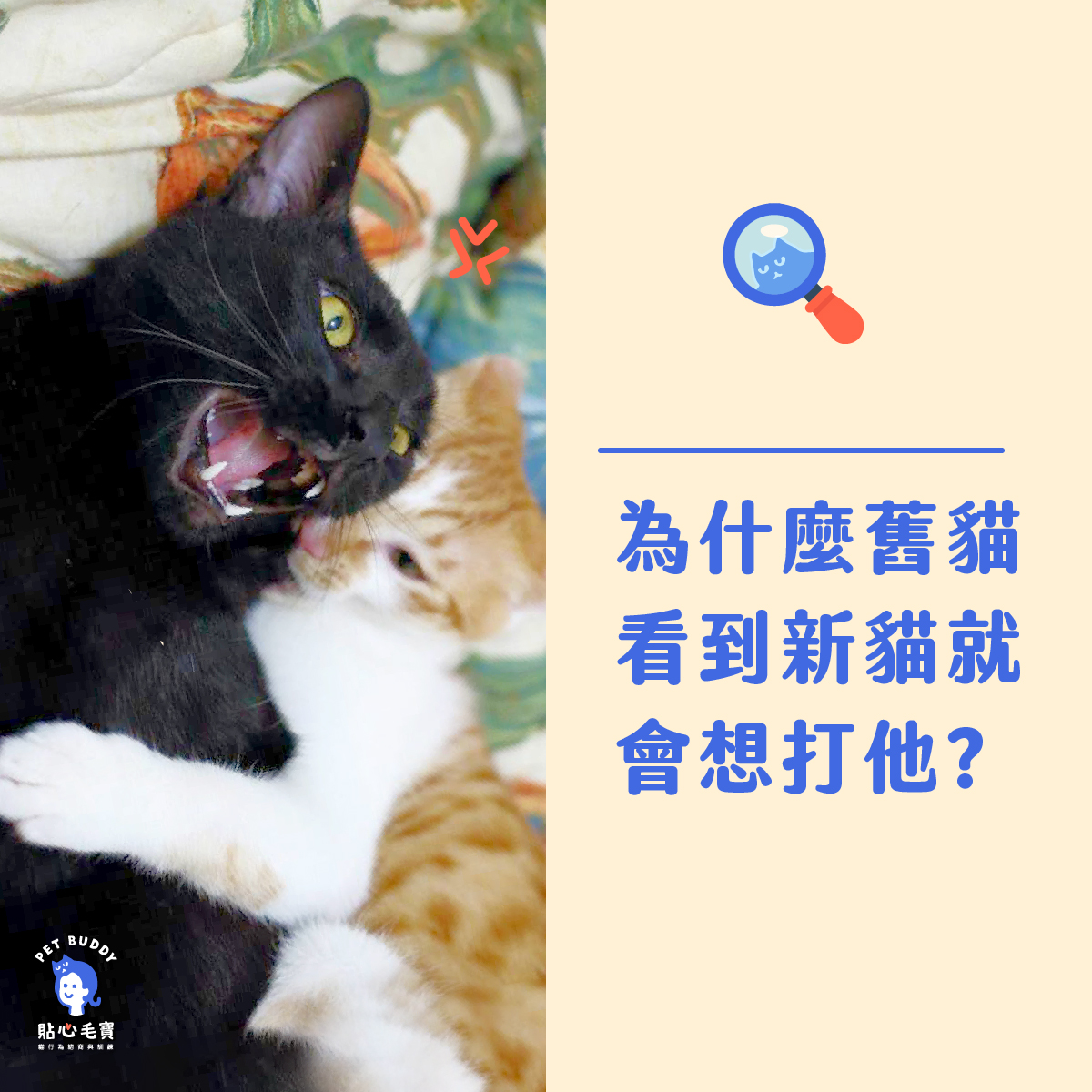 為什麼舊貓看到新貓就想打他?