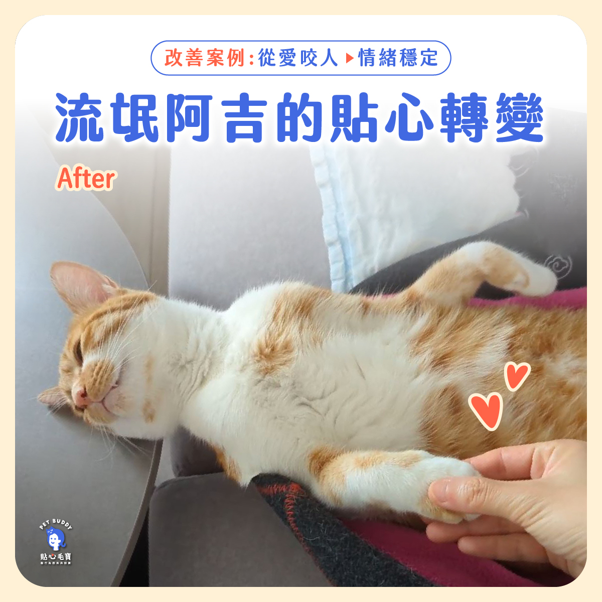 貓咪也很需要爸媽對等的情感交流和回應！