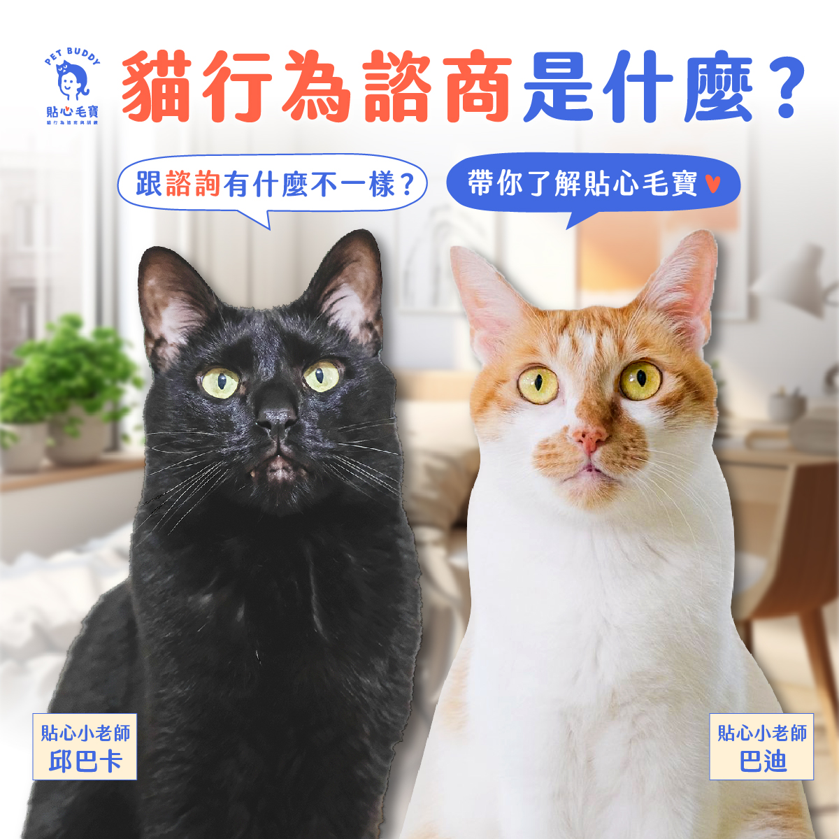 貓行為諮商是什麼？跟貓行為諮詢、寵物溝通有何差別？