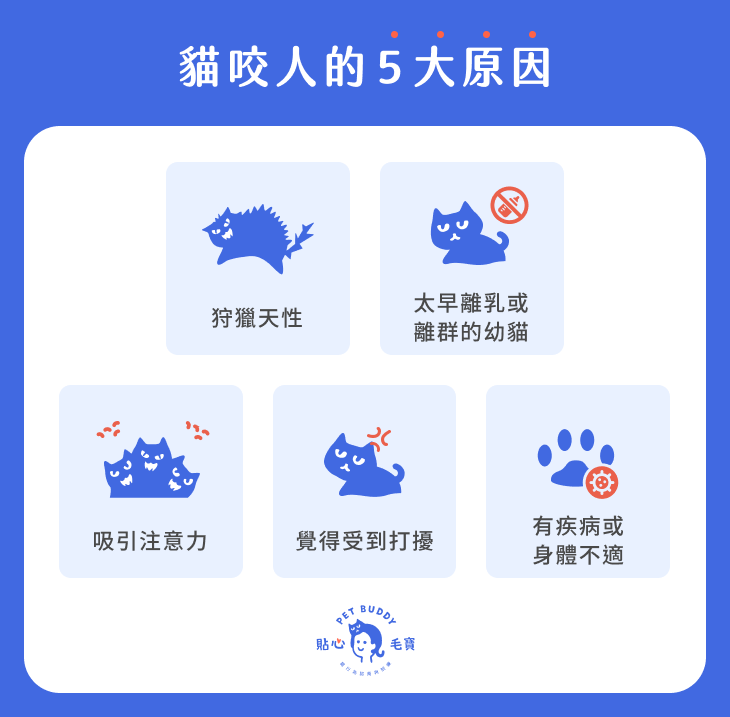 貓咬人原因