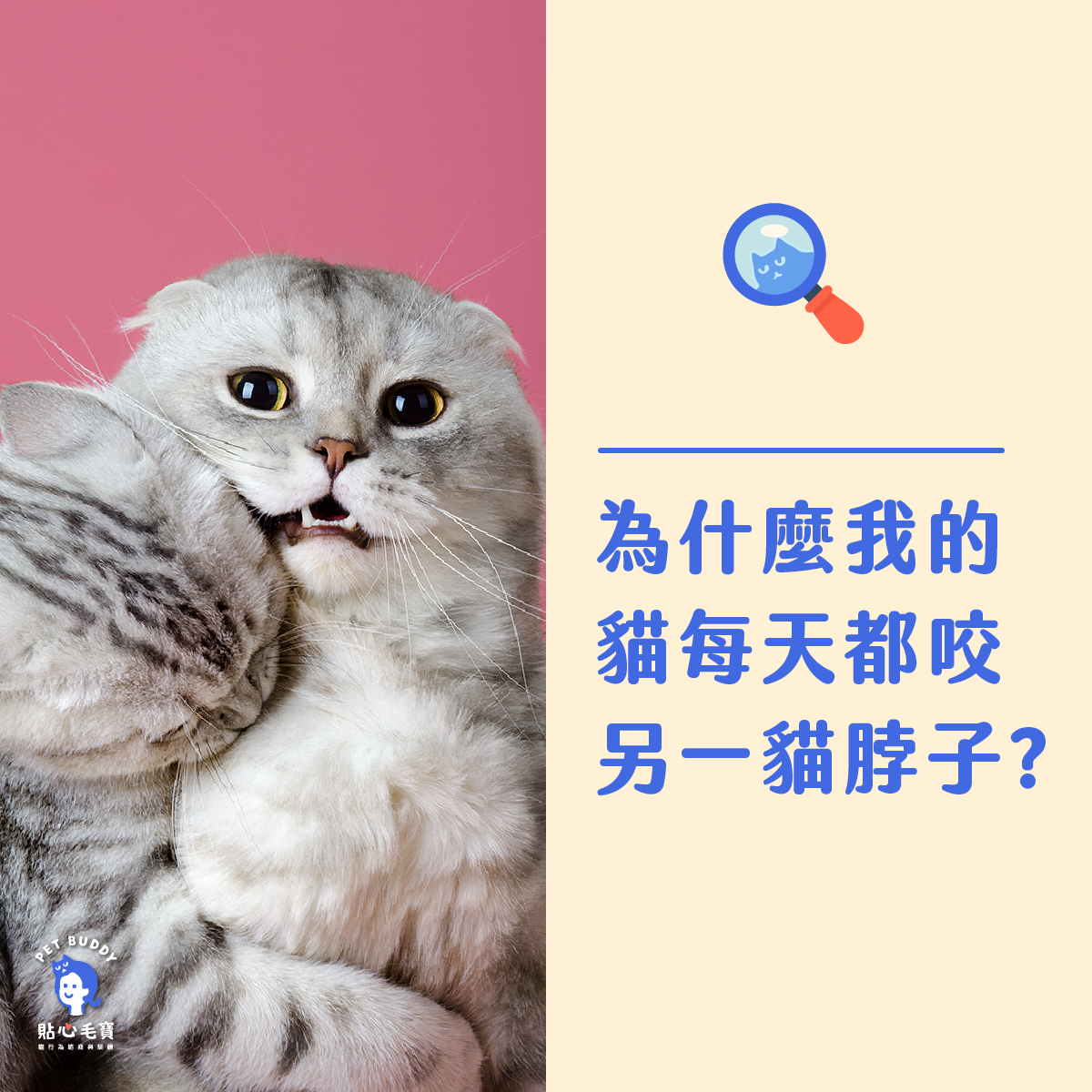 為什麼我的貓每天都咬另一隻貓脖子?