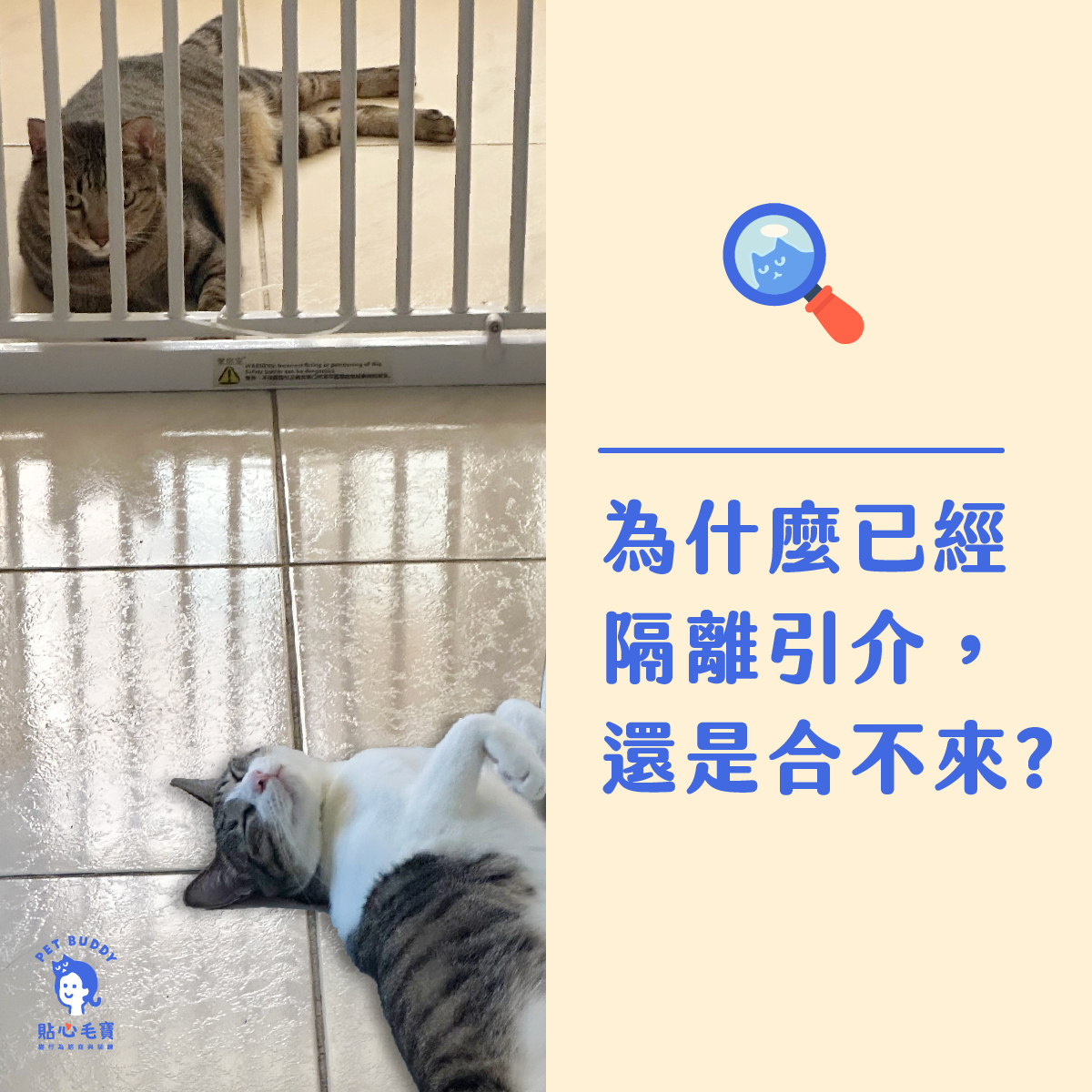 為什麼已經隔離引介，貓還是合不來?