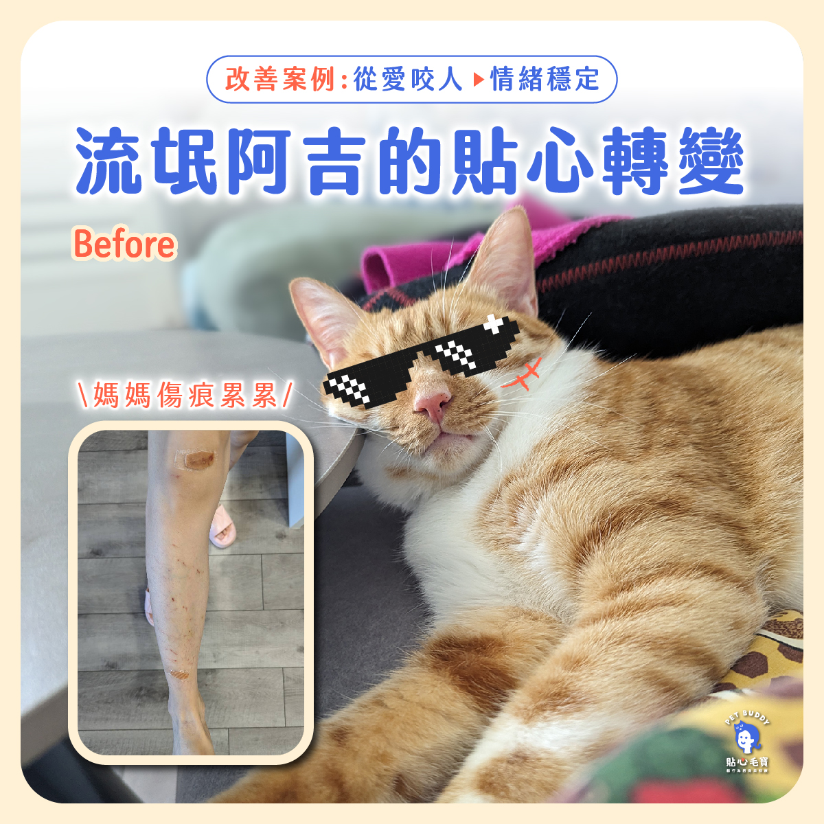 貓咪阿吉從愛咬人到情緒穩定的改善案例分享