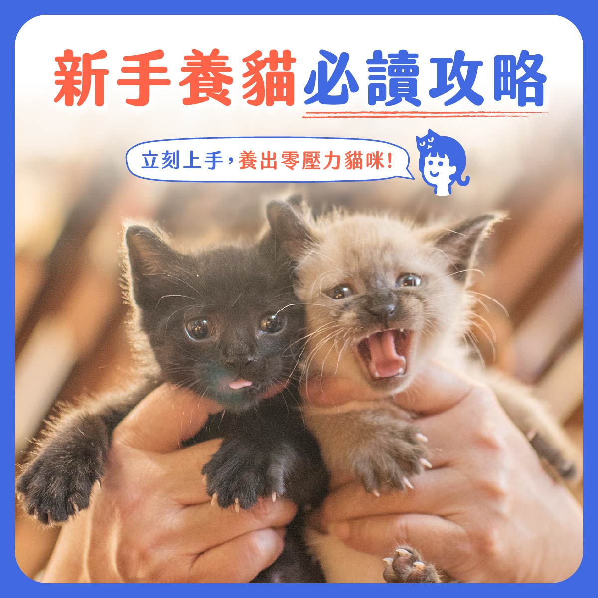 養貓新手攻略｜從事前準備、日常照顧到常見問題帶你一次搞懂！