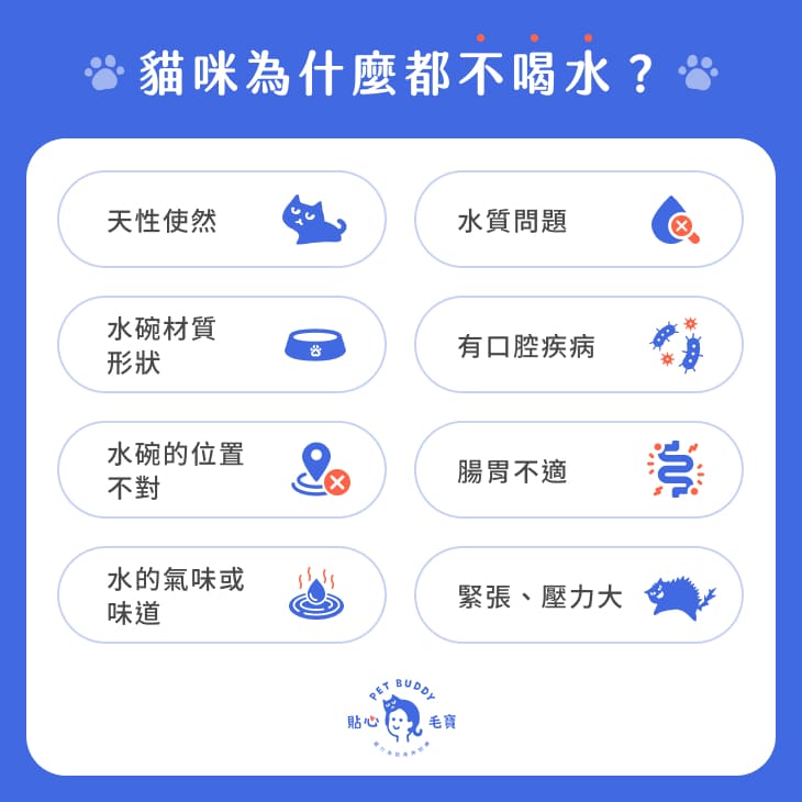 貓咪不喝水原因