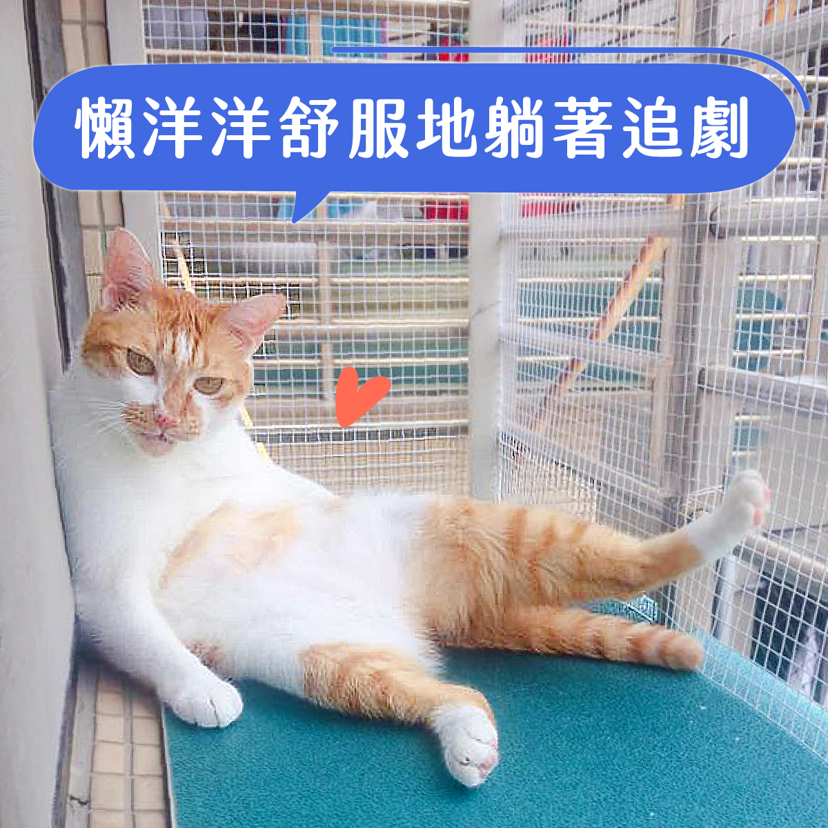 讓貓懶洋洋舒服地躺著追劇