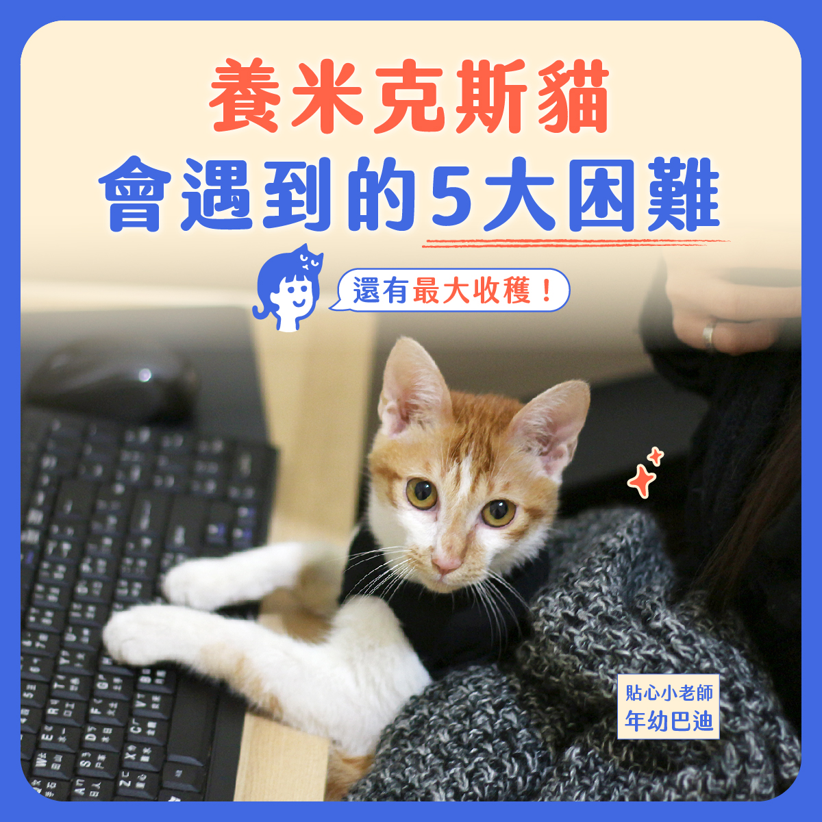領養米克斯貓常見的飼養問題