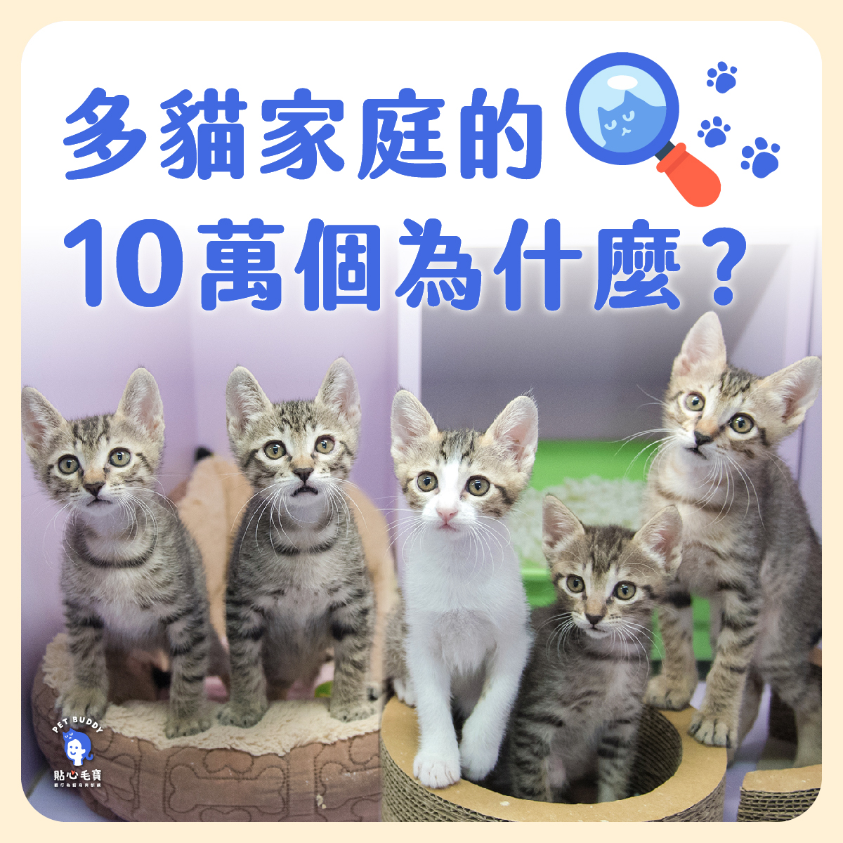 新舊貓常打架怎麼辦？多貓家庭的常見問題完整解答！