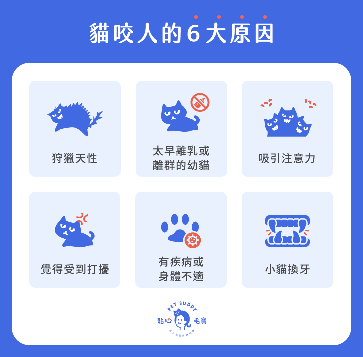 貓咬人原因